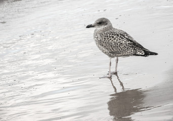 Obraz premium A SIlver gull (Larus argentatus) standing in shallow water.