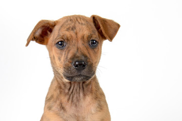 brown puppy face with white background