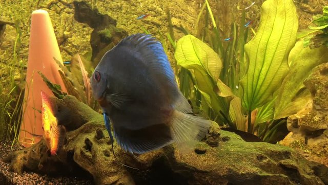 Diskusfische bei der F&uuml;tterung