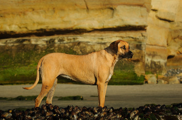 Rhodesian Ridgeback dog outdoor portrait standing with rocks in background