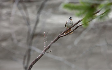 Songbird Chirping on Tree Branch