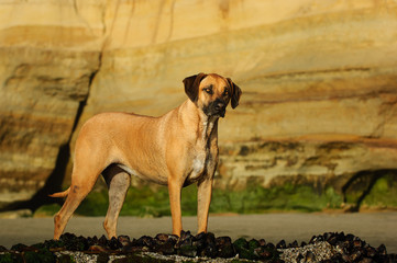 Rhodesian Ridgeback dog outdoor portrait standing against natural bluffs