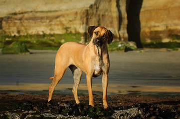 Rhodesian Ridgeback dog outdoor portrait standing on beach with bluffs in the background