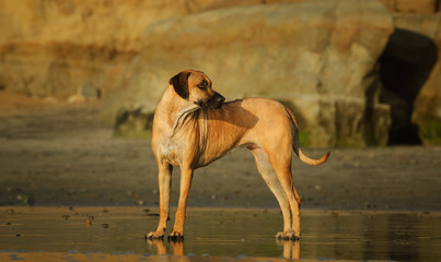 Rhodesian Ridgeback dog outdoor portrait standing on wet sand beach with rocks in background