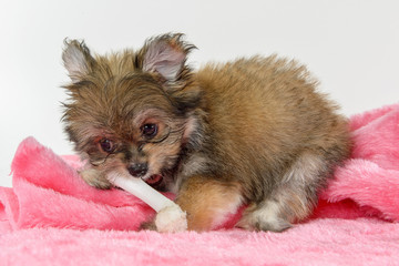 cute puppy biting a bone lying down on a pink blanket