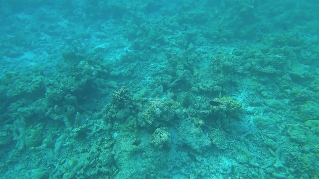 Underwater shooting of a coral reef. Small depth. Ocean.