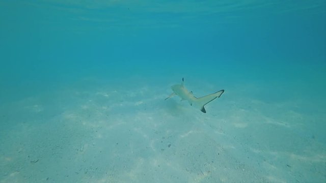 A small reef shark close to the camera. Floating from the operator