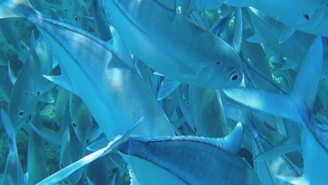 The operator swims through a large flock of fish. Very close-up