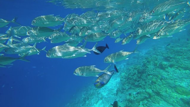 A large flock of fish swims past the operator. Beautiful underwater shooting.