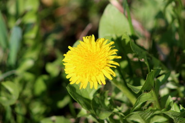 Dandelion flower blossom showing bright yellow florets on green leaves background on warm sunny spring day