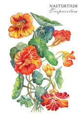 A-detailed-drawing-of-the-Nasturtium-flower.