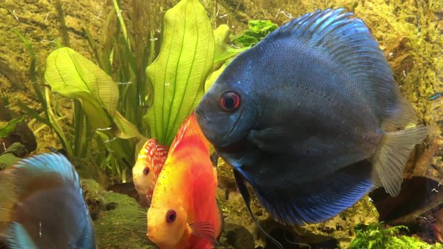 Diskusfische bei der F&uuml;tterung