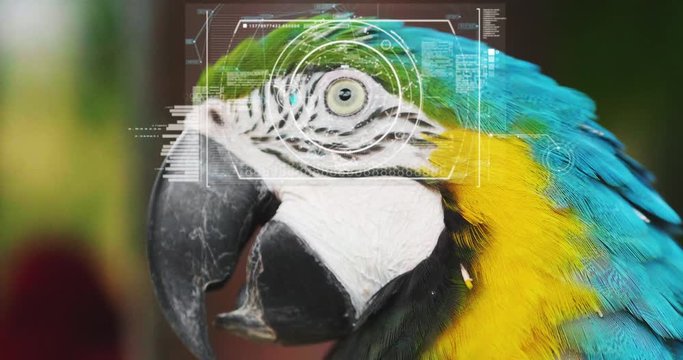 Scan of a parrot eye with a futuristic technology. Concept: Future, technology