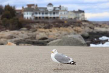 Lone seagull on sandy beach in front of Maine vacation house