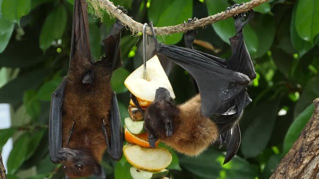 Close up of Fruit bat biting an apple chunk