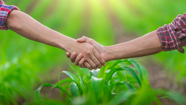 Two young farmer shaking hands on corn leaves.