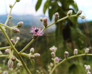 Pequeño insecto negro dentro de los pétalos de una flor rosada