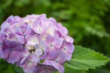 Hydrangea macrophylla
