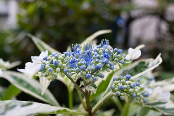 Hydrangea macrophylla