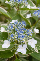 Hydrangea macrophylla