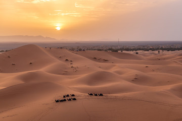 Fototapeta na wymiar Camels Resting at sunset in the sahara Desert