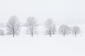 Fototapeta premium Winter Trees in Pennsylvania