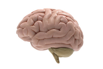 3D brain illustration isolated on white BG
