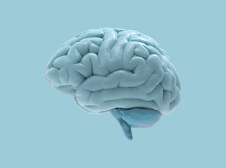 3D brain illustration isolated on blue BG