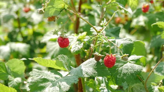 Raspberry on branch in garden. Large juicy ripe raspberries on branches, sunny summer day. Close up view of a ripe red raspberry fruit.