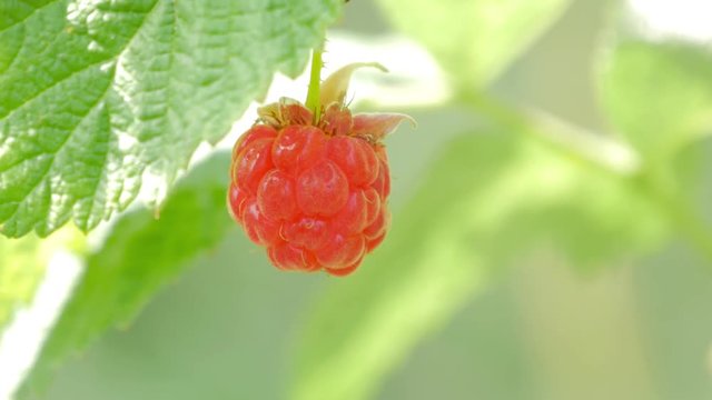 Raspberry on branch in garden. Large juicy ripe raspberries on branches, sunny summer day. Close up view of a ripe red raspberry fruit.