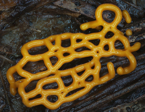 Yellow glazy plasmodiocarp fruit bodies of a slime mold, or myxomycete, Hemitrichia serpula. Slime moulds are special organisms that gather from many microscopic unicellular amoebae.