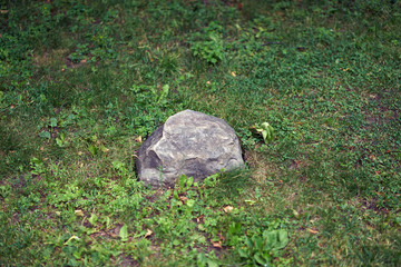 rock in grass. Natural texture background. stone on green grass