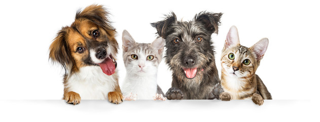 Dogs and Cats Paws Over Website Banner - obrazy, fototapety, plakaty