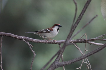 Obraz premium Bird is waiting