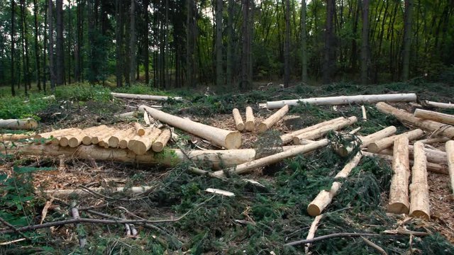 Heaps Of Cut raw Wood In Forest. Tree logs Trunks.