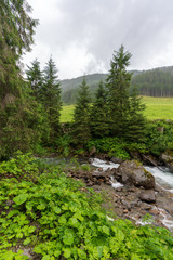 Fototapeta premium Kleiner Bach im Wald