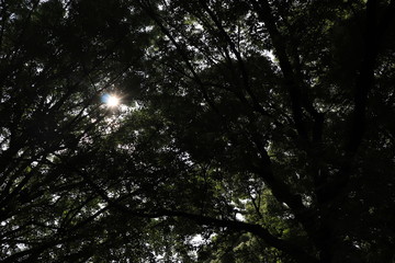 Sunbeam among leaves