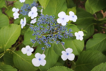 Hydrangea (AJISAI flower)