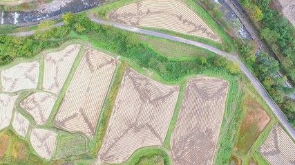 田んぼアート