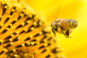 Honeybee flying for collecting  sunflower pollen 