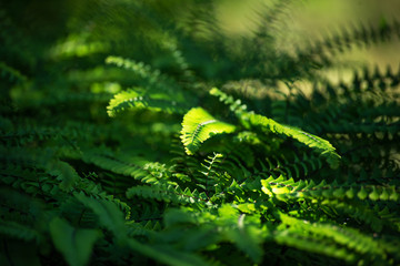 Carved green leaves of a fern lighten with the morning sun form a green background