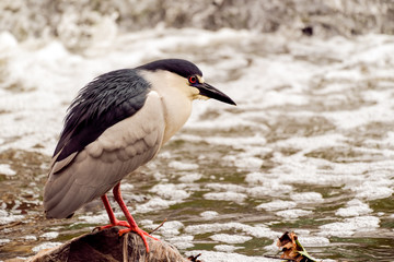 Black crowned night heron portrait. 