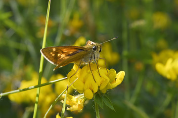 Obraz premium Rostfarbiger Dickkopffalter (Ochlodes sylvanus) sitzt auf einem Hornklee - Large skipper 