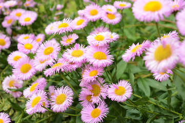 Wild Indian Sunflowers