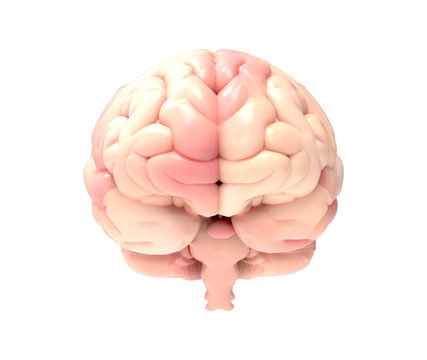 3D brain illustration rendering in front view