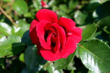 Large single red rose blooming flower on dark green thick leaves background on warm sunny day