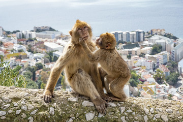 Fototapeta premium Gibraltar Apes - Barbary Macaque family in Gibraltar Nature Reserve