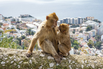 Naklejka premium Gibraltar Apes - rodzina Barbary Macaque w rezerwacie przyrody Gibraltar