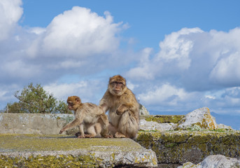 Gibraltar Apes -  Barbary Macaque family in  Gibraltar Nature Reserve