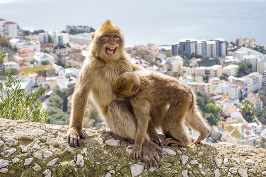 Funny apes hotsell